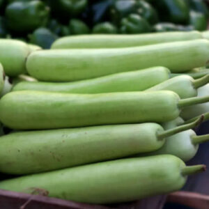 Bottle Gourd