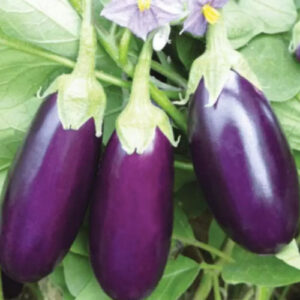Brinjal