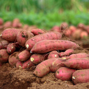 Sweet Potato